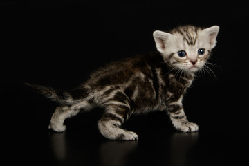 American shorthair cat on colored backgrounds