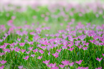 Beautiful pink flowers in the garden, Rain Lilly Flower