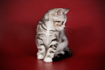 American shorthair cat on colored backgrounds