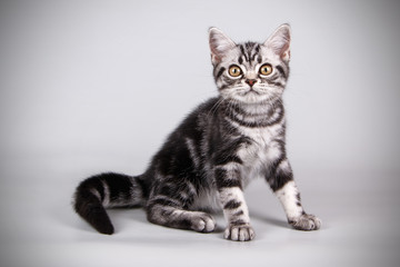 American shorthair cat on colored backgrounds