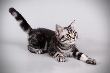 American shorthair cat on colored backgrounds