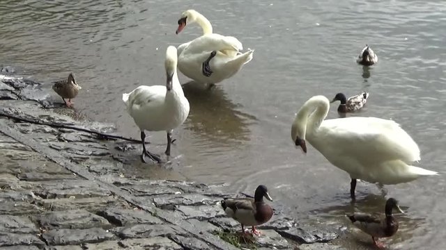Лебеди и утки плещутся в воде