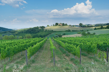 Fototapeta na wymiar Ripe wine grapes on vines in Tuscany, Italy. Picturesque wine farm, vineyard