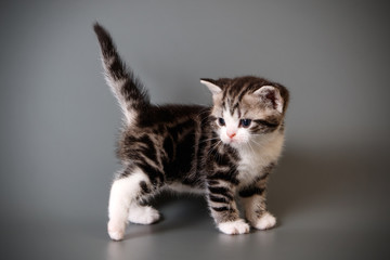American shorthair cat on colored backgrounds