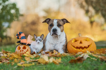 Dog and cat with halloween pumpkins