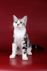 American shorthair cat on colored backgrounds