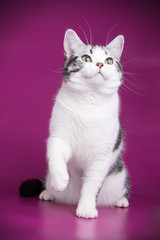 American shorthair cat on colored backgrounds