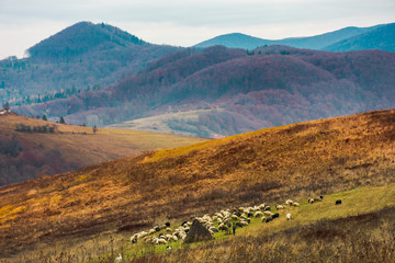 Fototapeta premium haystacks on the rural fields. lovely countryside scenery in mountains. distant mountain with snowy top under the overcast november sky