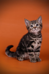 American shorthair cat on colored backgrounds