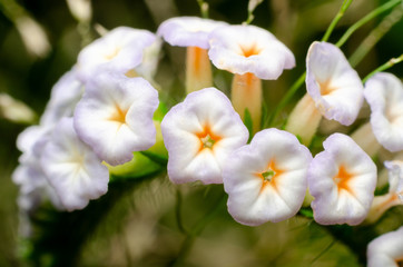 Naklejka na ściany i meble beautiful small purple and white flower of Heliotropium indicum (Yaa nguang chaang in Thai language), herbs flower