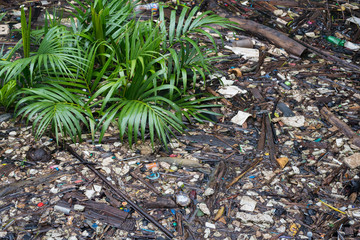 Floating garbage (styrofoam and other sorts of plastic trash) in the shallow waters of Chao Phraya River (Bang Krachao, Thailand) next to a young palm tree.