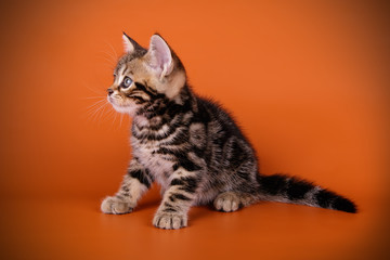 American shorthair cat on colored backgrounds