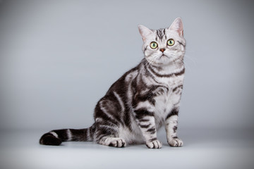 American shorthair cat on colored backgrounds