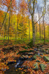 brook among the trees. fallen foliage among the rocks. beautiful autumn scenery
