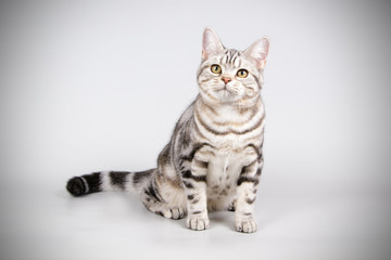 American shorthair cat on colored backgrounds