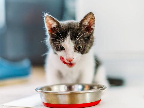 Fototapeta Hungry Cute Baby Cat Eating