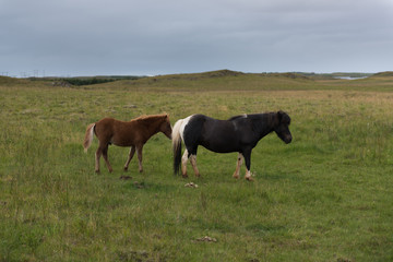 Horses in the mountains in Iceland