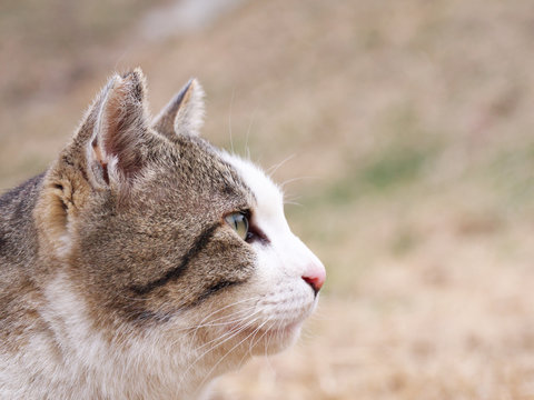 猫の横顔 Stock 写真 Adobe Stock