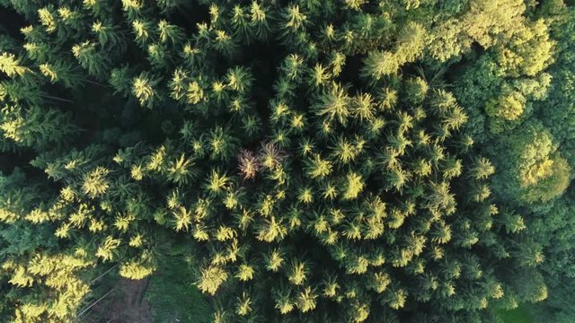 Eifel landscape Aachen sunset forest flying over forest border