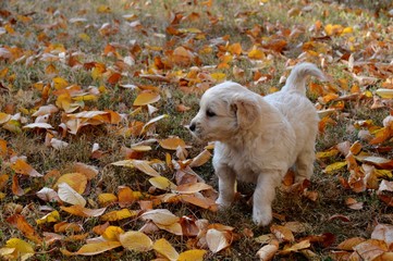 a little white puppy in autumn leaves
