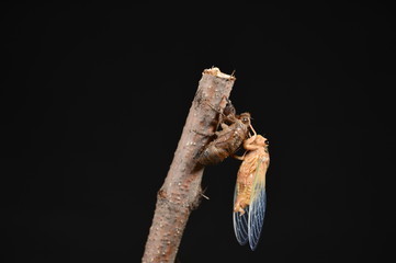 Cicada skin outside