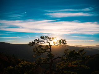 Pine on the rocks against the backdrop of mountains and sunset