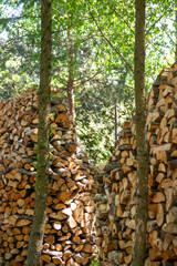 Fototapeta na wymiar Chopped firewood in the forest.