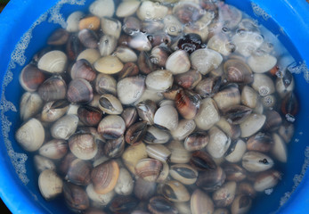 Fresh enamel venus shell (Meretrix lyrata) for sale at seafood market in thailand.