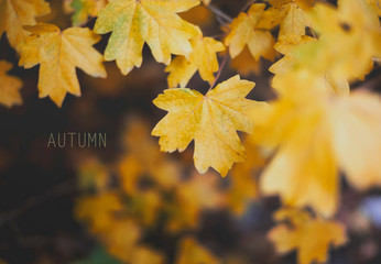 Yellow maple leaves, text autumn in the background