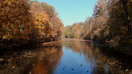 drone flight over autumn forest