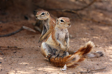 The Cape ground squirrel (Xerus inauris), a young individual sneezes a resting mother.Two sguirel in desert sand.