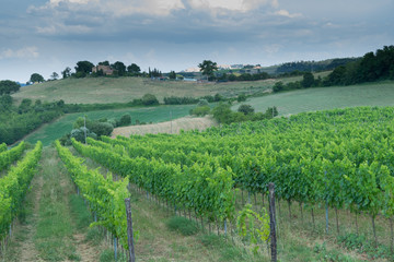 Fototapeta premium Ripe wine grapes on vines in Tuscany, Italy. Picturesque wine farm, vineyard