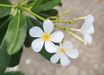Obraz na płótnie Canvas Closeup Plumeria flowers.