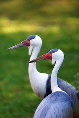 The wattled crane (Grus carunculata), adult pair portrait with green background