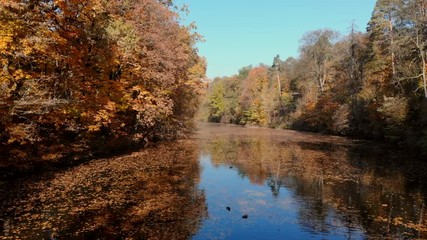 drone flight over autumn forest