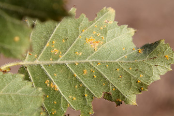 Birch Rust caused by Melampsoridium betulinum on leaf of downy birch or Betula pubescens