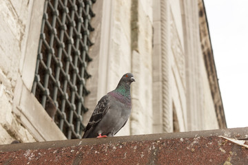 Pigeon on the roof