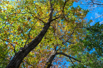 Obraz premium コナラの紅葉