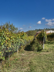 Fototapeta premium View of the Langhe landscape, a countryside in Piedmont. It's very popular in Italy because of the good wines and food