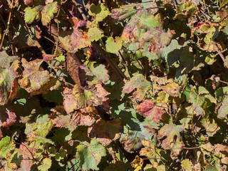 Leaves of vines in Laghe countryside