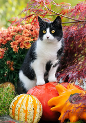 Curious black-white cat standing on pumpkins