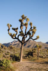 joshua tree