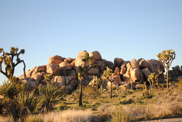 joshua tree