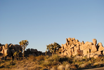 joshua tree