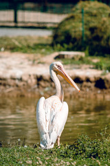 Pelican by the lake.