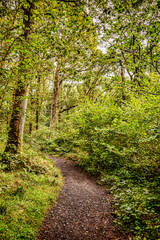 Fototapeta na wymiar West Highland Way, as it runs through forest beside Loch Lomond, Scotland