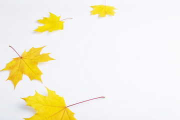 Autumn composition of leaves on a white background. Concept copy space.