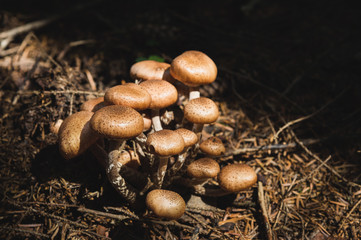Close-up Edible mushrooms of honey agarics in a coniferous forest. Group of mushrooms in the natural environment