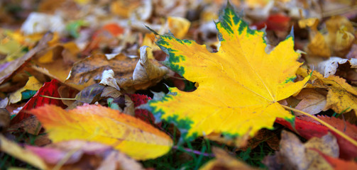 Yellow autumn maple leaf isolated on a color background.