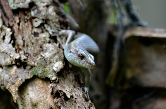 chameleon